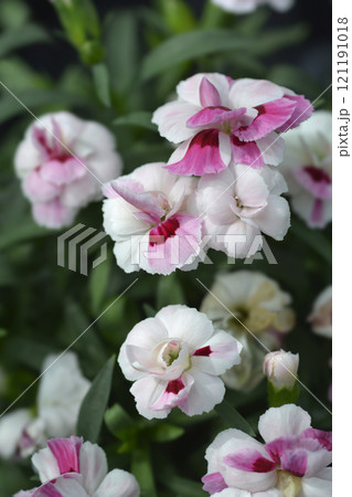 Carnation Kiss and Tell 121191018