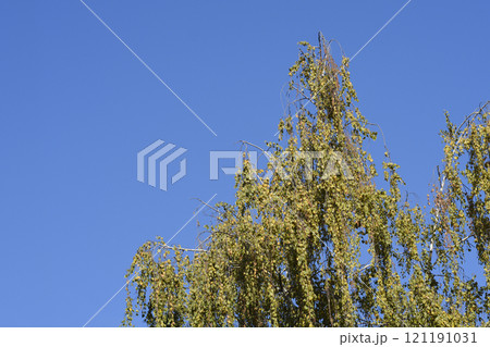 Common birch 121191031