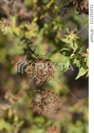 New England aster Andenken an Alma Potschke 121191033
