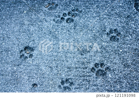 ねこの足跡 階段 コンクリート ねこの足跡 階段 コンクリート 121191098