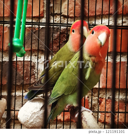 コザクラインコ　モモイロインコ　セキセイインコ　インコ 121191101