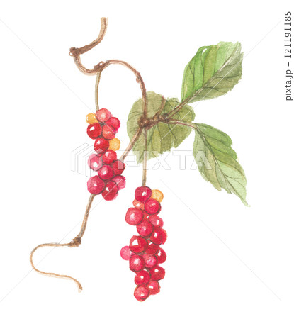 水彩で描いたチョウセンゴミシ 121191185