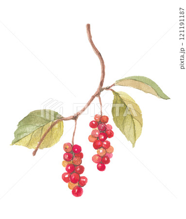 水彩で描いたチョウセンゴミシ 121191187