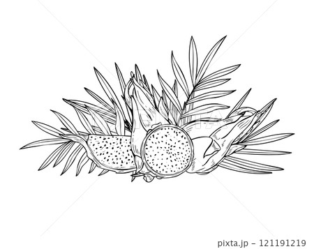 Tropical sweet pitahaya dragon fruits and tropical leaves graphic composition painted by black inks. Fruit slices, foliage vector etching drawing. Food ingredient for summer dessert recipes. 121191219