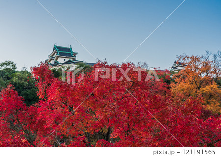 秋の紅葉に染まる、天守閣　和歌山城 121191565