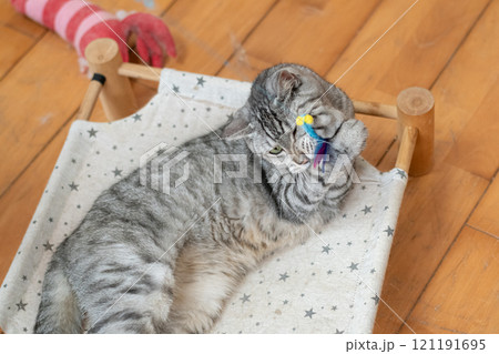猫じゃらしで遊ぶ猫 サバトラ猫 猫じゃらしで遊ぶ猫 サバトラ猫 121191695