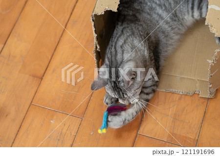 猫じゃらしで遊ぶ猫 サバトラ猫 猫じゃらしで遊ぶ猫 サバトラ猫 121191696