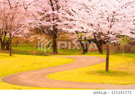 【桜】春の自然風景 121191772