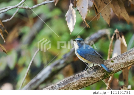 青い鳥‗ルリビタキ雄 121191781