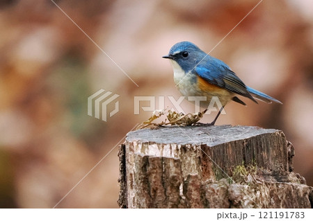 青い鳥‗ルリビタキ雄 青い鳥‗ルリビタキ雄 121191783
