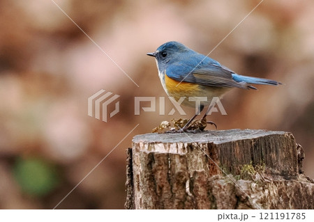 青い鳥‗ルリビタキ雄 青い鳥‗ルリビタキ雄 121191785
