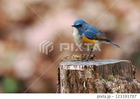 青い鳥‗ルリビタキ雄 青い鳥‗ルリビタキ雄 121191787