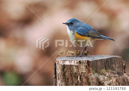青い鳥‗ルリビタキ雄 121191788