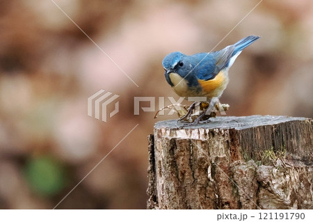 青い鳥‗ルリビタキ雄 青い鳥‗ルリビタキ雄 121191790