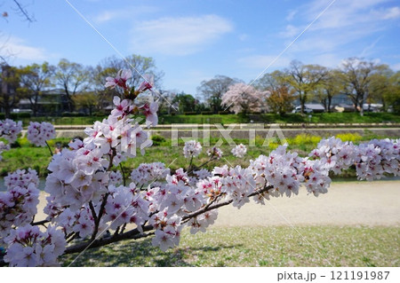 鴨川沿いに咲く桜【京都府京都市】 鴨川沿いに咲く桜【京都府京都市】 121191987