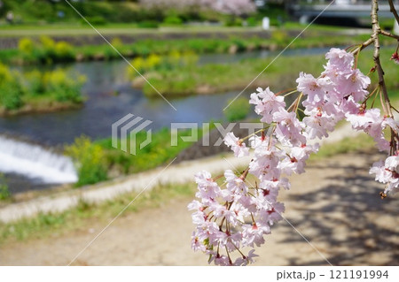 鴨川沿いに咲く枝垂桜【京都府京都市 半木の道】 鴨川沿いに咲く枝垂桜【京都府京都市 半木の道】 121191994
