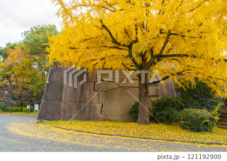 秋の大阪城公園 京橋口の大銀杏 秋の大阪城公園 京橋口の大銀杏 121192900