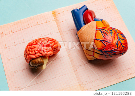 Anatomical model human heart with stethoscope and cardiogram on blue background Anatomical model human heart with stethoscope and cardiogram on blue background 121193288