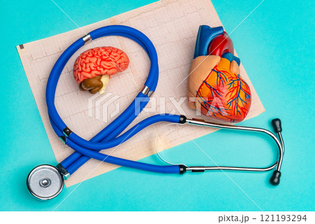 Anatomical model human heart with stethoscope and cardiogram on blue background 121193294