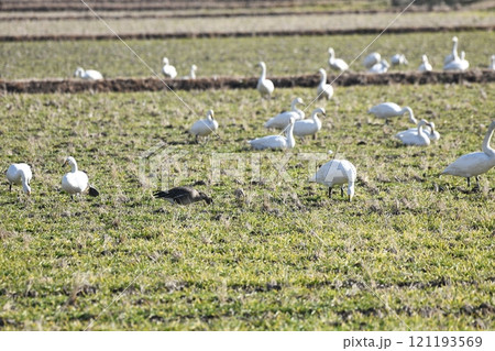 白鳥とヒシクイ 白鳥とヒシクイ 121193569