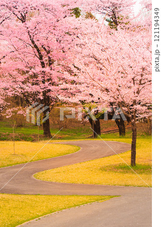 【桜】春の自然風景 【桜】春の自然風景 121194349