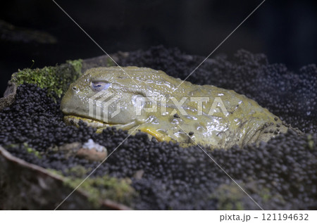 アフリカウシガエル 121194632