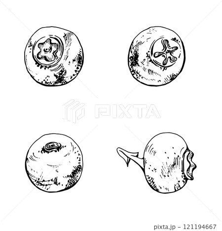 Blueberry blackberry sloe fruit, hand drawn in ink vector, forest berry bilberry huckleberry blackthorn. Set of botanical isolated elements illustration. Restaurant, cafe menu, wedding, farmers market Blueberry blackberry sloe fruit, hand drawn in ink vector, forest berry bilberry huckleberry blackthorn. Set of botanical isolated elements illustration. Restaurant, cafe menu, wedding, farmers market 121194667