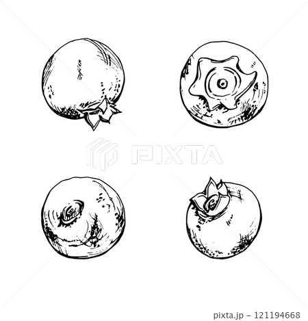 Blueberry blackberry hand drawn in ink vector, forest berry bilberry huckleberry blackthorn sloe fruit. Set of botanical isolated elements illustration. Restaurant, cafe menu, wedding, farmers market 121194668