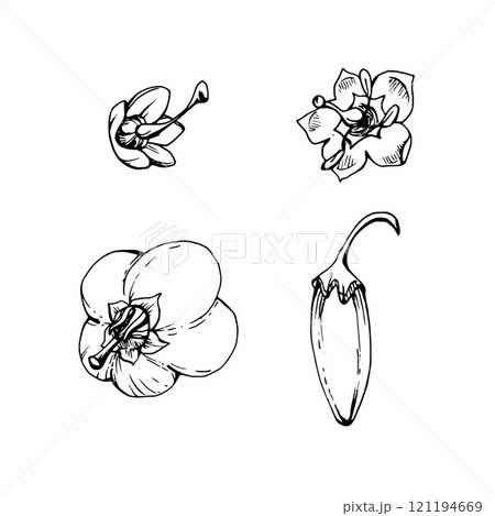 Blueberry heather white and line bell flower bud, hand drawn in ink vector, inflorescence wildflower botanical illustration. Isolated single element set. Scrapbooking, wedding, florist shop, decoupage 121194669