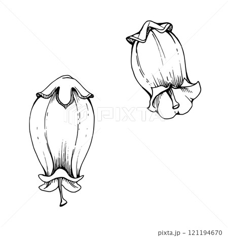 Blueberry heather white and line bell flower bud, inflorescence wildflower botanical illustration hand drawn in ink vector. Isolated single element set. Scrapbooking, wedding, florist shop, decoupage 121194670