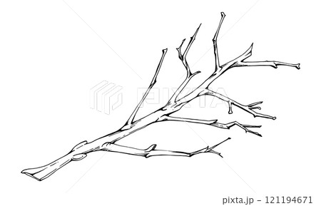 Tree, berry or bush branch twig with no leaves, early spring, late autumn or winter, plant stalks, buds. Botanical illustration hand drawn in ink vector, isolated on white. Wedding, florist shop. 121194671