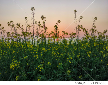 Mustard flower blossoms in the field at sunset 121194702