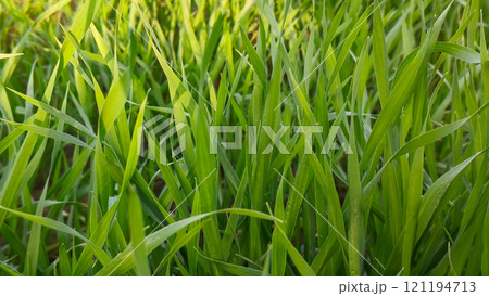 Close up of fresh green wheat in the field. 121194713
