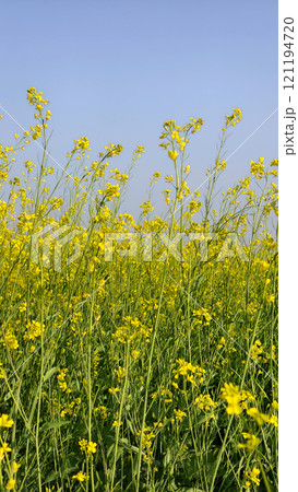 Rapeseed flower field with blue sky in background 121194720