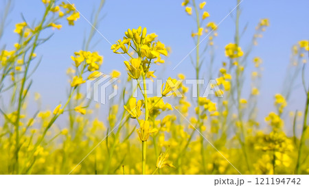 Amazing rape flowers blossoms in the blue sky 121194742