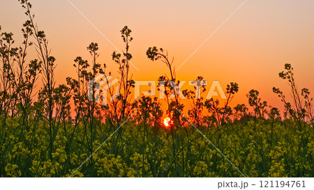 Sunset over a rape field in the countryside of Rajasthan, India. Sunset over a rape field in the countryside of Rajasthan, India. 121194761