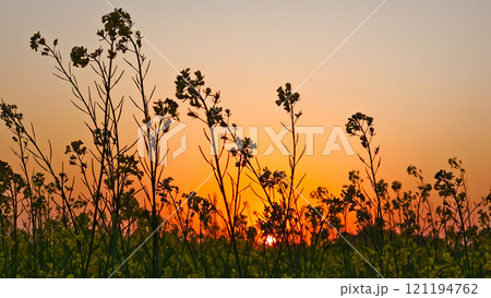 Silhouette of mustard flowers in the field during amazing sunset. 121194762
