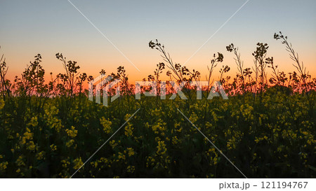 Beautiful view of canola field due to early sunset in winter Beautiful view of canola field due to early sunset in winter 121194767