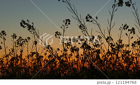 Beautiful view of mustard flowers field due to early sunset in winter Beautiful view of mustard flowers field due to early sunset in winter 121194768