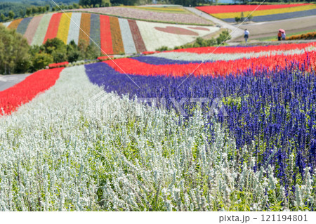 【美瑛町 四季彩の丘から秋の風景】 【美瑛町 四季彩の丘から秋の風景】 121194801
