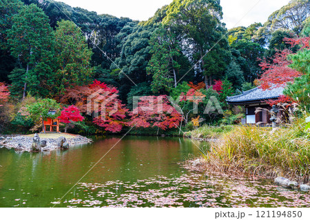 初冬の京都木津川市浄瑠璃寺の紅葉　境内の中ほどにある池を囲む紅葉と水面に散った紅葉② 121194850