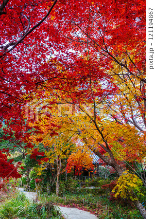 初冬の京都木津川市浄瑠璃寺の紅葉 遊歩道を覆いつくす紅葉① 初冬の京都木津川市浄瑠璃寺の紅葉 遊歩道を覆いつくす紅葉① 121194867