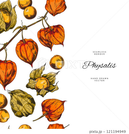Physalis. Berries, sepals on a branch. Seamless border. 121194949