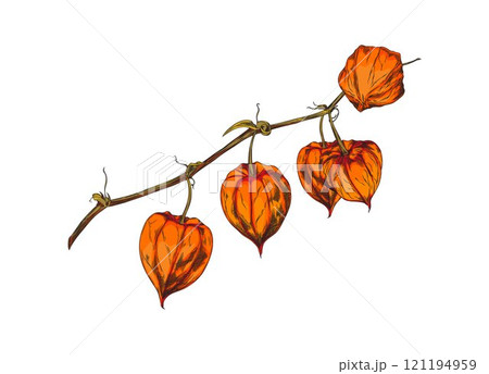 Physalis plant branch with berries sketch vector icon, hand drawn autumn gooseberry orange berry fruits in husk on stem 121194959