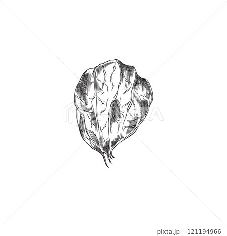 Physalis plant, tropical food engraved sketch vector icon, hand drawn gooseberry berry fruit in husk autumn nature flora Physalis plant, tropical food engraved sketch vector icon, hand drawn gooseberry berry fruit in husk autumn nature flora 121194966