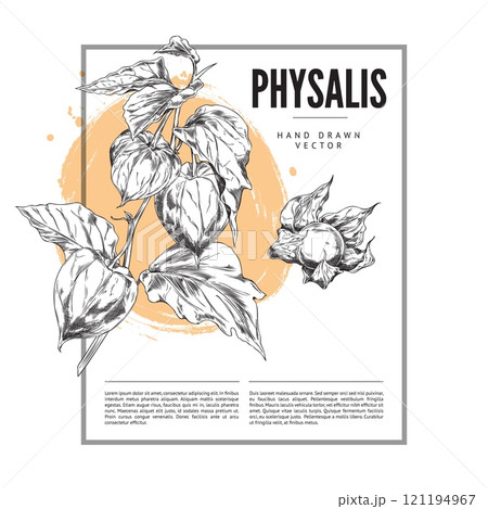Vector poster with a sprig of physalis berries covered with a shell of sepals. 121194967