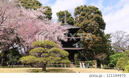 【椿山荘東京】満開の桜と三重塔（横） 121194970