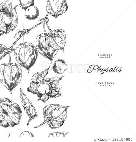 Physalis. Seamless vertical border on the left side. 121194996