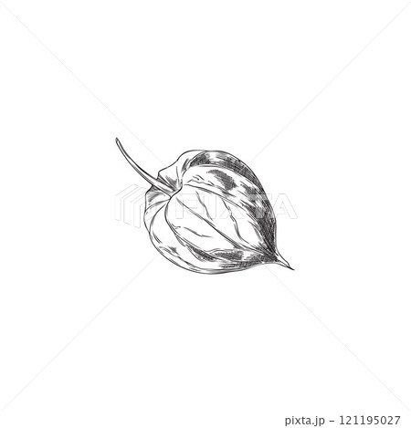 Physalis plant. Closed small sepal on a branch. 121195027