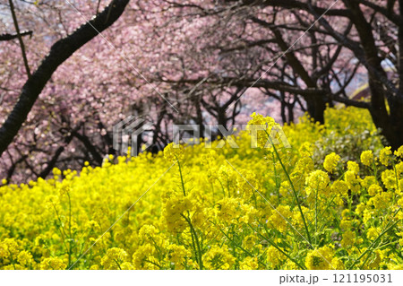 菜の花と河津桜 121195031
